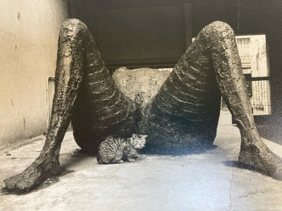Grande Originale Photographie Olivier De Bouchony 1977 Photographie Art Chat XXe