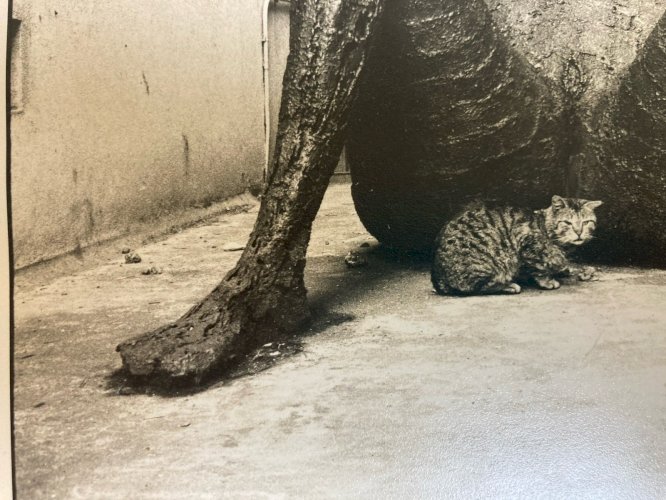 Grande Originale Photographie Olivier De Bouchony 1977 Photographie Art Chat XXe