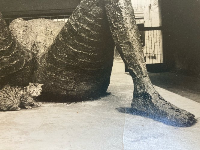 Grande Originale Photographie Olivier De Bouchony 1977 Photographie Art Chat XXe