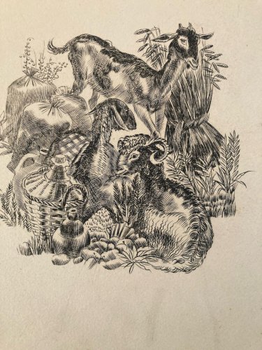 gravure A Identifier 1980 Animal Chèvre Ancien Old Burin Estampe Etching Art XXe