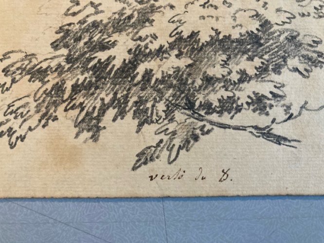 Gravure Arbre Art 1850 Feuille Lithographie XIXe Portrait Richelieu