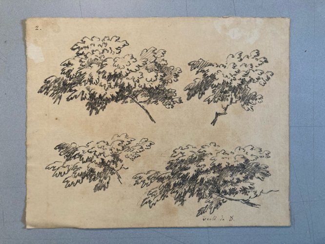 Gravure Arbre Art 1850 Feuille Lithographie XIXe Portrait Richelieu