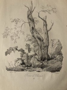 Gravure Arbre Art Tronc Delpech Remond 1829 Lithographie Olivier XIXe
