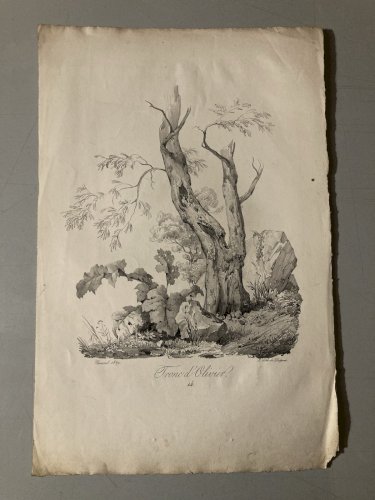 Gravure Arbre Art Tronc Delpech Remond 1829 Lithographie Olivier XIXe