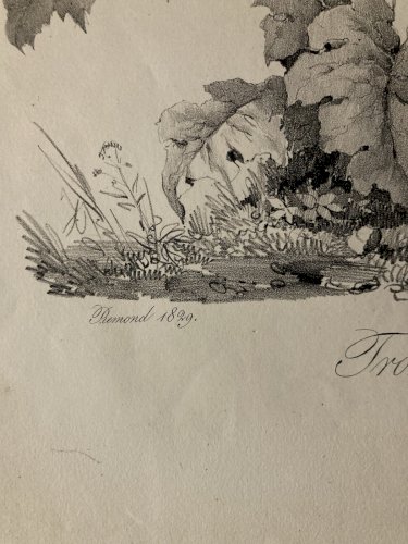 Gravure Arbre Art Tronc Delpech Remond 1829 Lithographie Olivier XIXe