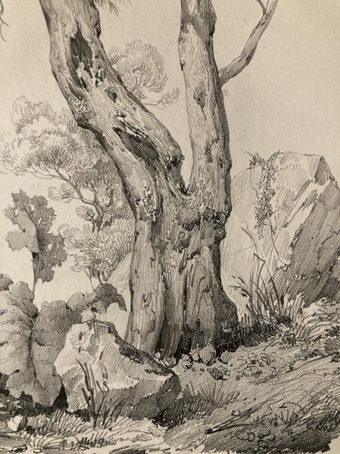Gravure Arbre Art Tronc Delpech Remond 1829 Lithographie Olivier XIXe