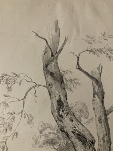 Gravure Arbre Art Tronc Delpech Remond 1829 Lithographie Olivier XIXe