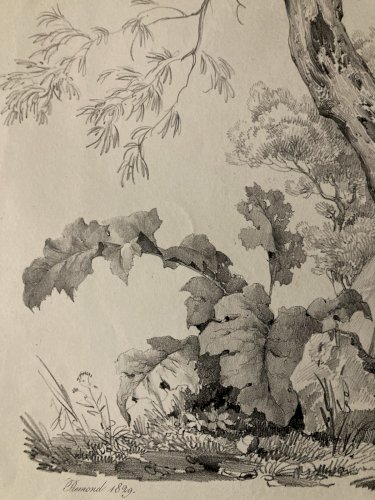 Gravure Arbre Art Tronc Delpech Remond 1829 Lithographie Olivier XIXe