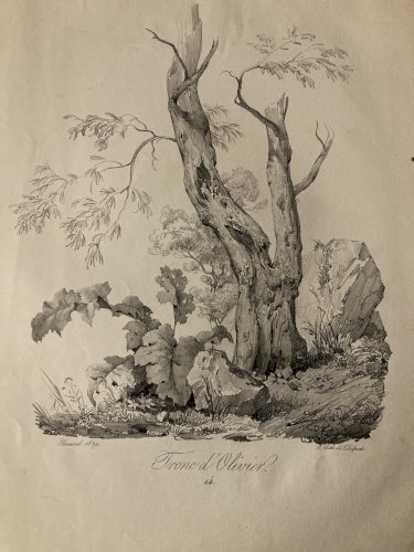 Gravure Arbre Art Tronc Delpech Remond 1829 Lithographie Olivier XIXe