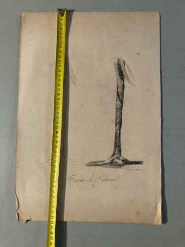 Gravure Arbre Art Tronc Delpech Remond 1829 Lithographie Palmier XIXe
