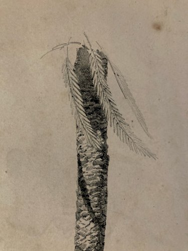 Gravure Arbre Art Tronc Delpech Remond 1829 Lithographie Palmier XIXe