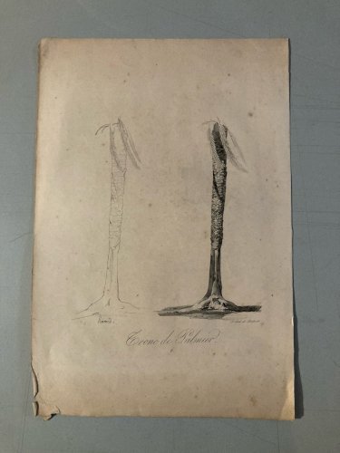Gravure Arbre Art Tronc Delpech Remond 1829 Lithographie Palmier XIXe