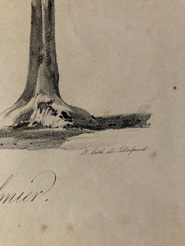 Gravure Arbre Art Tronc Delpech Remond 1829 Lithographie Palmier XIXe
