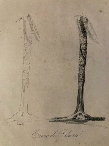Gravure Arbre Art Tronc Delpech Remond 1829 Lithographie Palmier XIXe