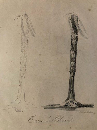 Gravure Arbre Art Tronc Delpech Remond 1829 Lithographie Palmier XIXe