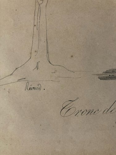 Gravure Arbre Art Tronc Delpech Remond 1829 Lithographie Palmier XIXe