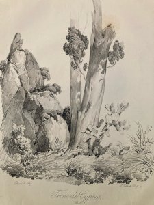 Gravure Arbre Cyprès Tronc Delpech Remond 1829 Lithographie Ancien Etching