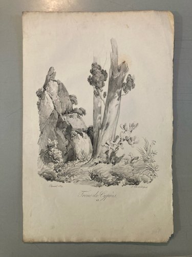 Gravure Arbre Cyprès Tronc Delpech Remond 1829 Lithographie Ancien Etching