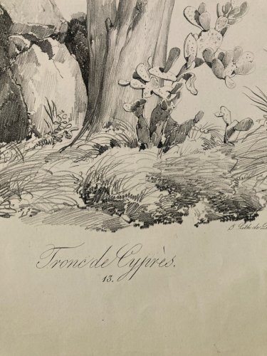 Gravure Arbre Cyprès Tronc Delpech Remond 1829 Lithographie Ancien Etching