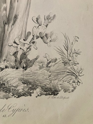Gravure Arbre Cyprès Tronc Delpech Remond 1829 Lithographie Ancien Etching
