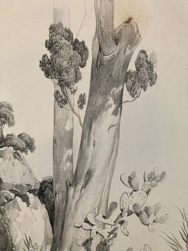 Gravure Arbre Cyprès Tronc Delpech Remond 1829 Lithographie Ancien Etching