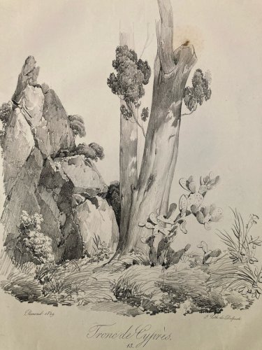 Gravure Arbre Cyprès Tronc Delpech Remond 1829 Lithographie Ancien Etching
