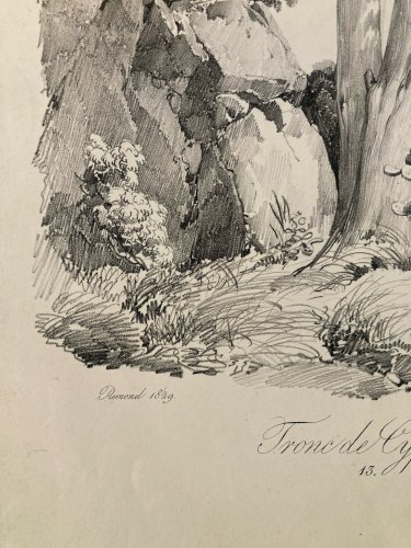 Gravure Arbre Cyprès Tronc Delpech Remond 1829 Lithographie Ancien Etching
