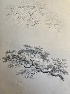 Gravure Arbre Feuillage Feuille Duplat Chêne Art Ancien Lithographie