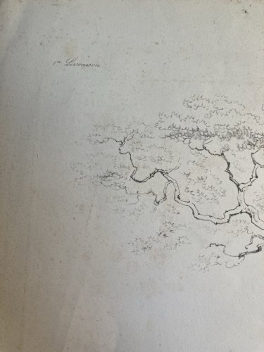 Gravure Arbre Feuillage Feuille Duplat Chêne Art Ancien Lithographie