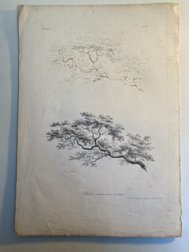 Gravure Arbre Feuillage Feuille Duplat Chêne Art Ancien Lithographie