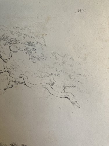 Gravure Arbre Feuillage Feuille Duplat Chêne Art Ancien Lithographie