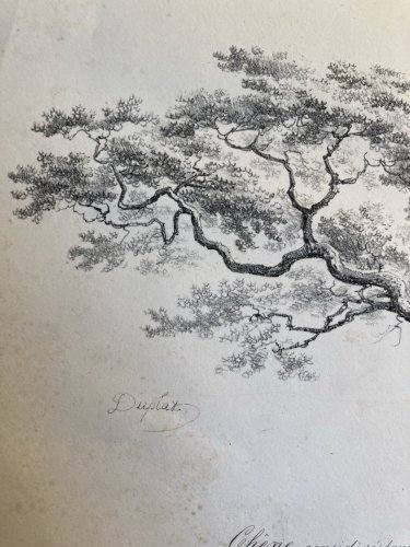 Gravure Arbre Feuillage Feuille Duplat Chêne Art Ancien Lithographie