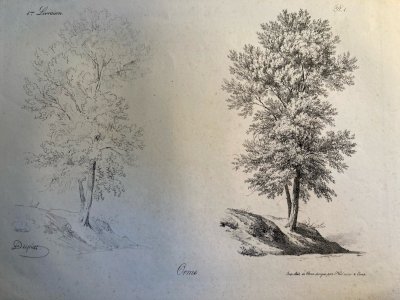 Gravure Arbre Feuillage Feuille Duplat Orme Art Ancien Lithographie
