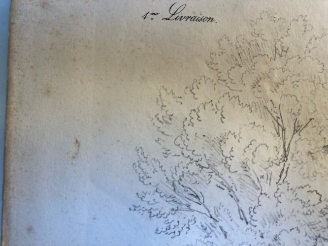 Gravure Arbre Feuillage Feuille Duplat Orme Art Ancien Lithographie