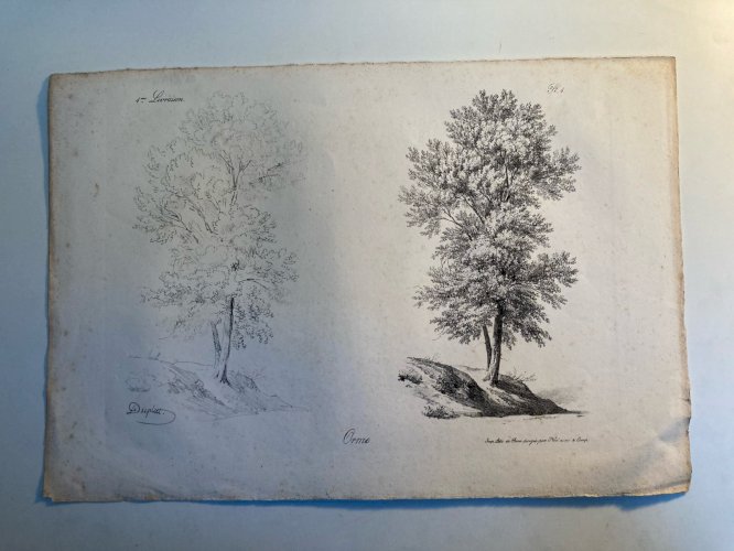 Gravure Arbre Feuillage Feuille Duplat Orme Art Ancien Lithographie