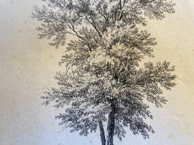 Gravure Arbre Feuillage Feuille Duplat Orme Art Ancien Lithographie