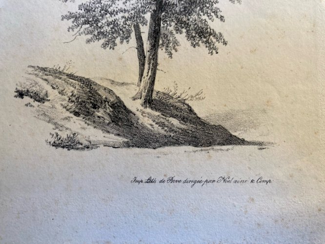 Gravure Arbre Feuillage Feuille Duplat Orme Art Ancien Lithographie