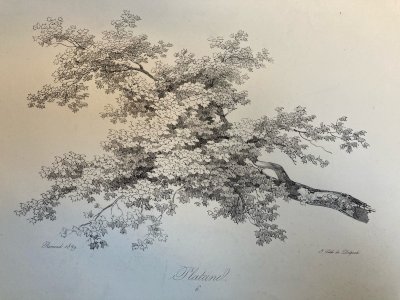 Gravure Arbre Feuillage Feuille Duplat Platane Ancien Lithographie