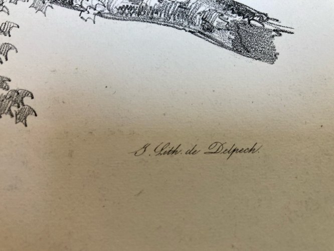 Gravure Arbre Feuillage Feuille Duplat Platane Ancien Lithographie