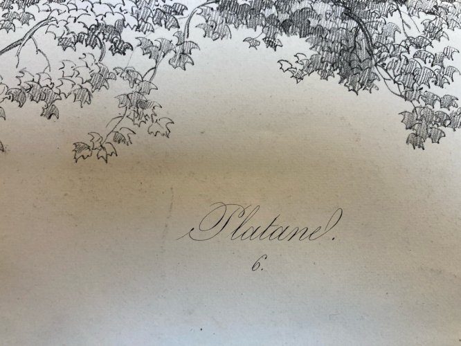 Gravure Arbre Feuillage Feuille Duplat Platane Ancien Lithographie