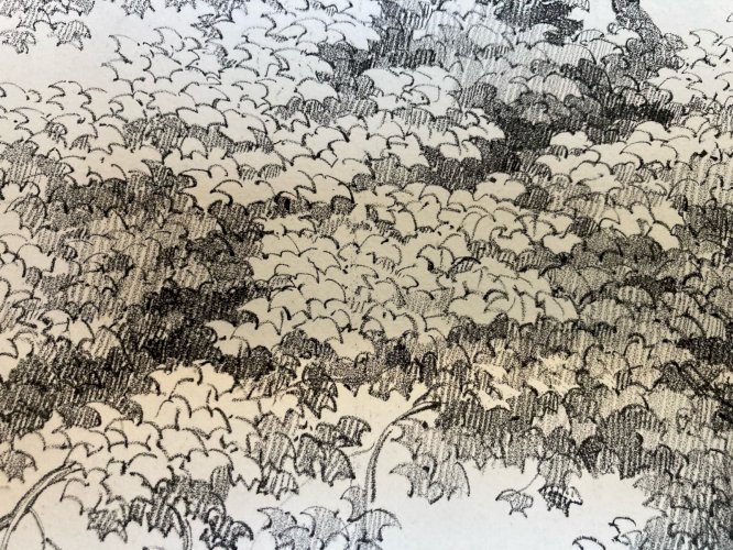 Gravure Arbre Feuillage Feuille Duplat Platane Ancien Lithographie