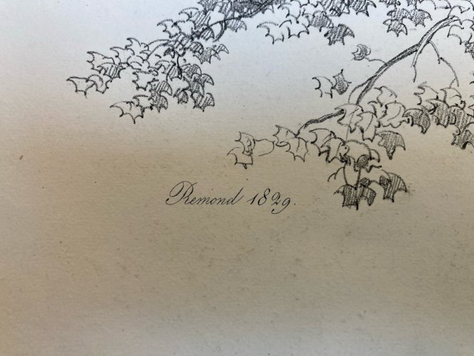 Gravure Arbre Feuillage Feuille Duplat Platane Ancien Lithographie