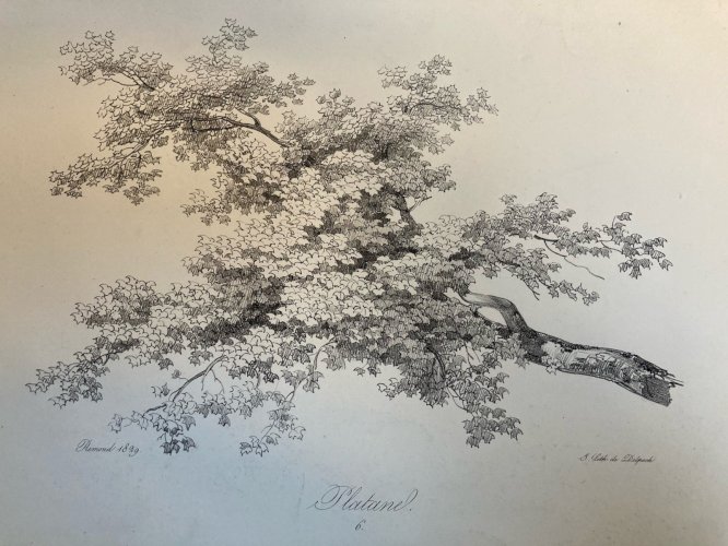 Gravure Arbre Feuillage Feuille Duplat Platane Ancien Lithographie