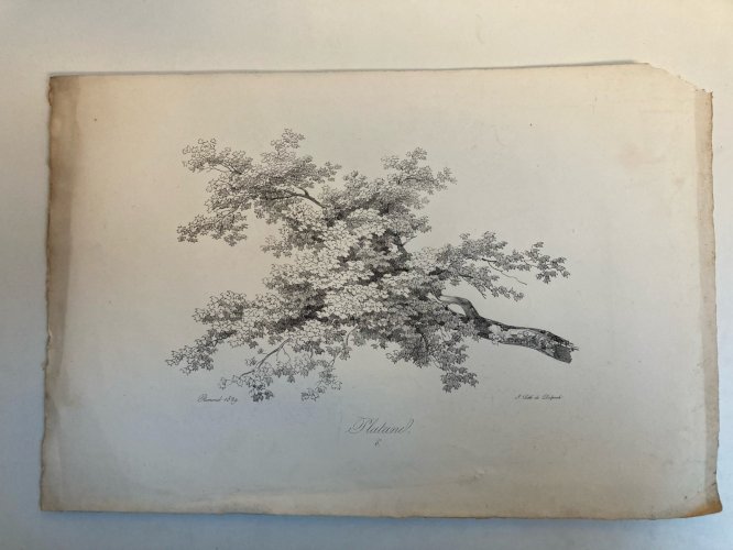 Gravure Arbre Feuillage Feuille Duplat Platane Ancien Lithographie