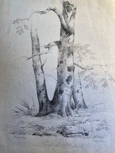 Gravure Arbre Hêtre Art Tronc Delpech Remond 1829 Lithographie Ancien