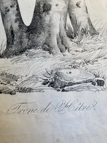 Gravure Arbre Hêtre Art Tronc Delpech Remond 1829 Lithographie Ancien