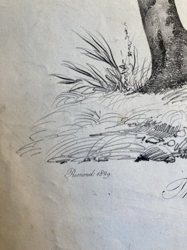 Gravure Arbre Hêtre Art Tronc Delpech Remond 1829 Lithographie Ancien