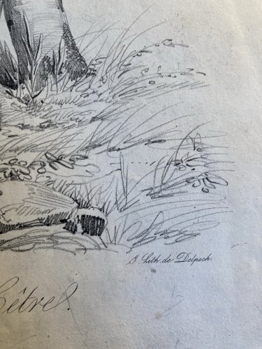 Gravure Arbre Hêtre Art Tronc Delpech Remond 1829 Lithographie Ancien