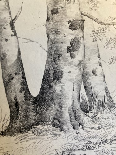 Gravure Arbre Hêtre Art Tronc Delpech Remond 1829 Lithographie Ancien