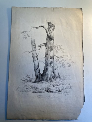 Gravure Arbre Hêtre Art Tronc Delpech Remond 1829 Lithographie Ancien
